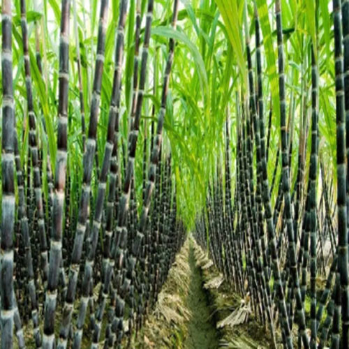 Sugarcane