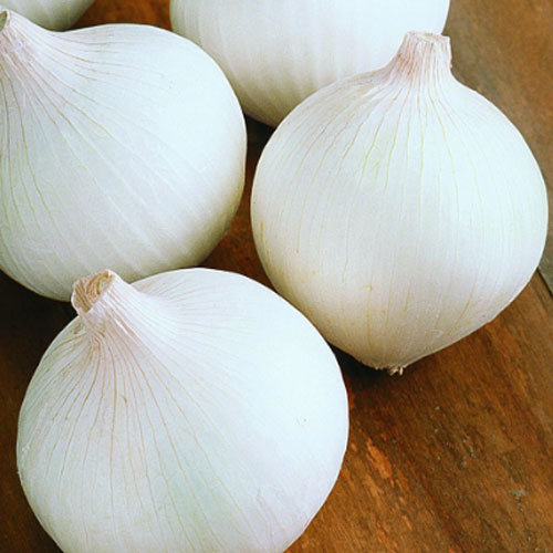 White onion